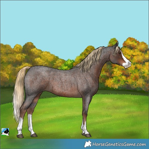 Horse Color:Liver Red Roan Splash