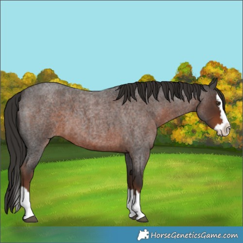 Horse Color:Liver Red Roan Splash
