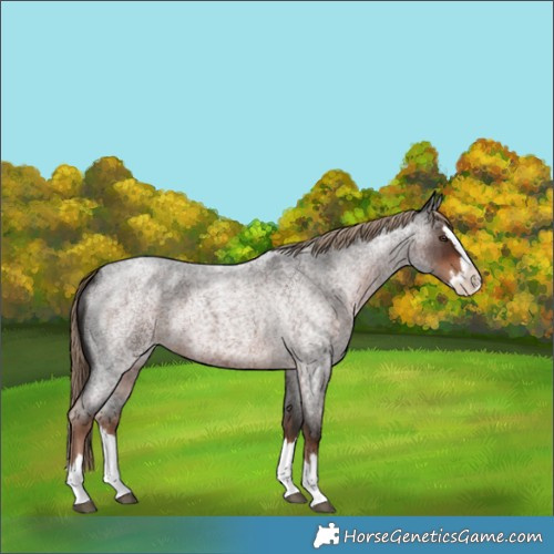 Horse Color:Liver Red Roan Splash