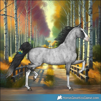 Horse Color:Blue Roan Splash 