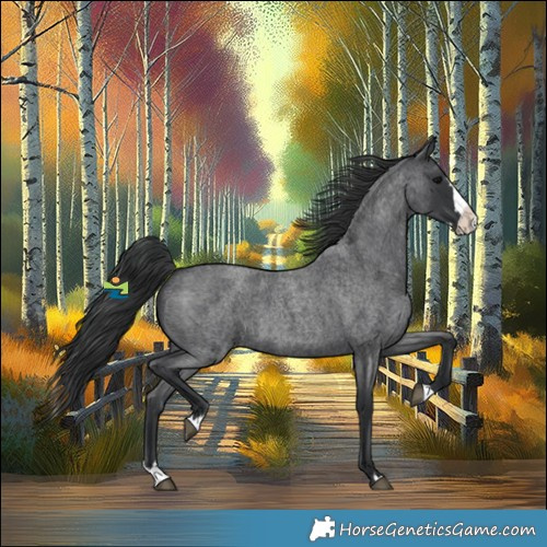 Horse Color:Blue Roan Splash 