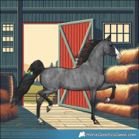 Horse Color:Blue Roan Splash 