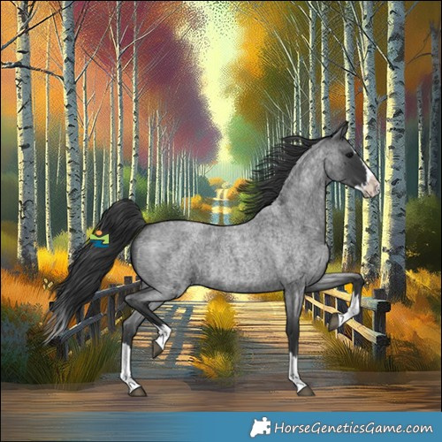 Horse Color:Blue Roan Splash 