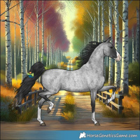 Horse Color:Blue Roan Splash 