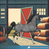 Horse Color:Blue Roan Splash 