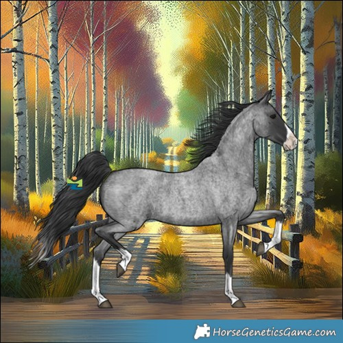 Horse Color:Blue Roan Splash 
