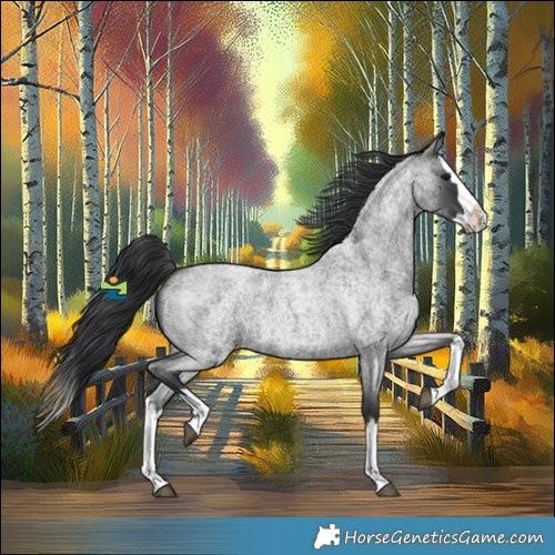 Horse Color:Blue Roan Splash 