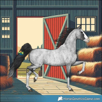 Horse Color:Blue Roan Splash 