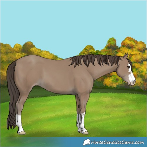 Horse Color:Classic Champagne 