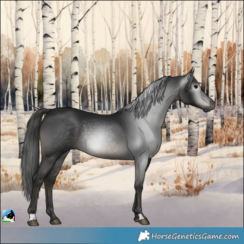 Horse Color:Gray Black Rabicano 