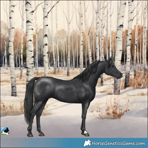 Horse Color:Black Rabicano 