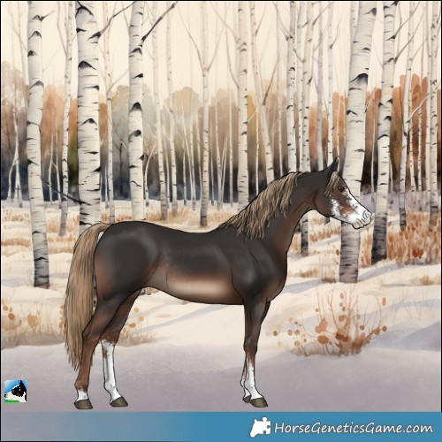 Horse Color:Liver Chestnut Sabino Rabicano 