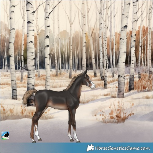 Horse Color:Liver Chestnut Sabino Rabicano 