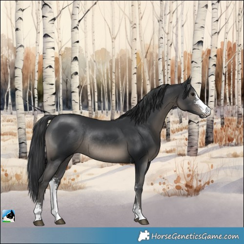 Horse Color:Black Sabino Rabicano 
