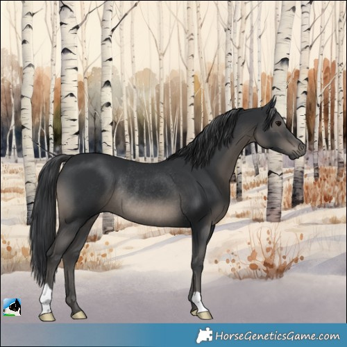 Horse Color:Black Rabicano 