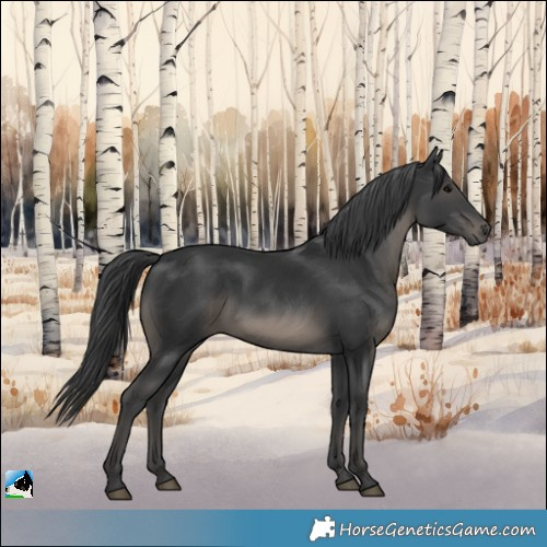 Horse Color:Black Rabicano
