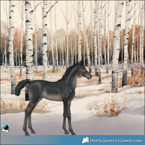Horse Color:Black Rabicano