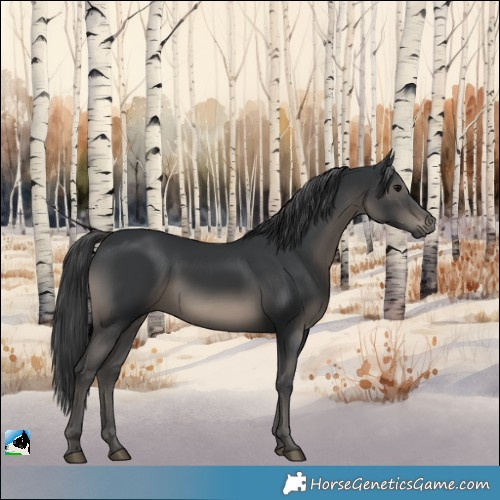 Horse Color:Black Rabicano 