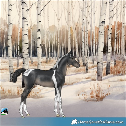 Horse Color:Black Tobiano Rabicano
