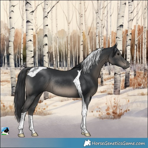 Horse Color:Black Tobiano Rabicano 