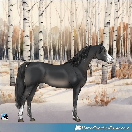 Horse Color:Black Sabino Rabicano 