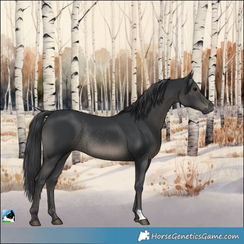 Horse Color:Black Rabicano 