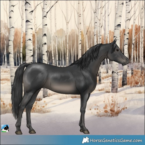 Horse Color:Black Mushroom Rabicano 