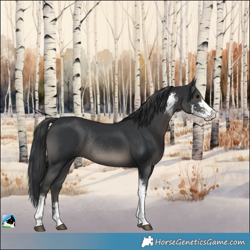 Horse Color:Black Mushroom Sabino Rabicano 