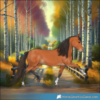 Horse Color:Bay Tobiano 