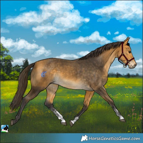 Horse Color:Buckskin Sabino 