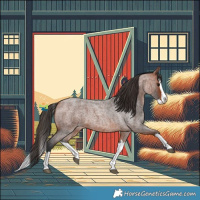 Horse Color:Bay Roan Splash 