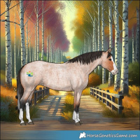 Horse Color:Bay Roan Splash 