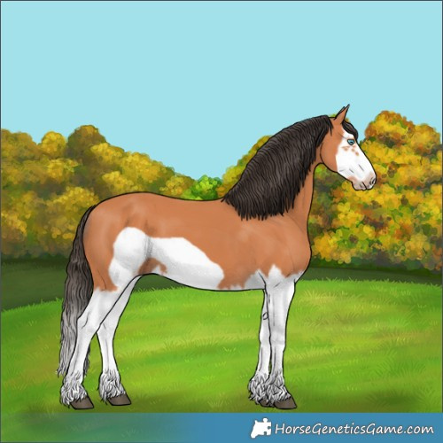 Horse Color:Bay Splash Frame 