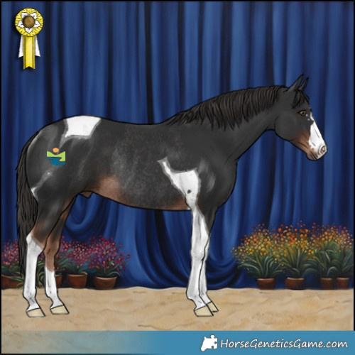 Horse Color:Liver Chestnut Tobiano Rabicano 