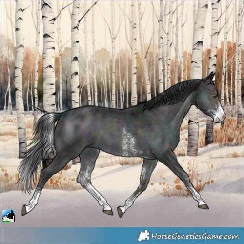 Horse Color:Midnight Brown Chinchilla Onyx Sabino 