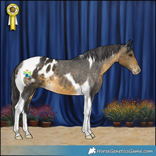 Horse Color:Buckskin Tobiano Appaloosa 