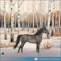 Horse Color:Grullo Brindle