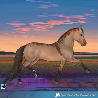 Horse Color:Bay Dun Rabicano