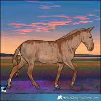 Horse Color:Red Dun Rabicano Brindle