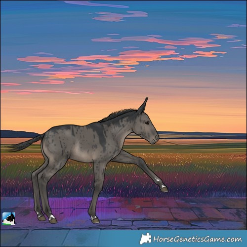 Horse Color:Grullo Rabicano Brindle 