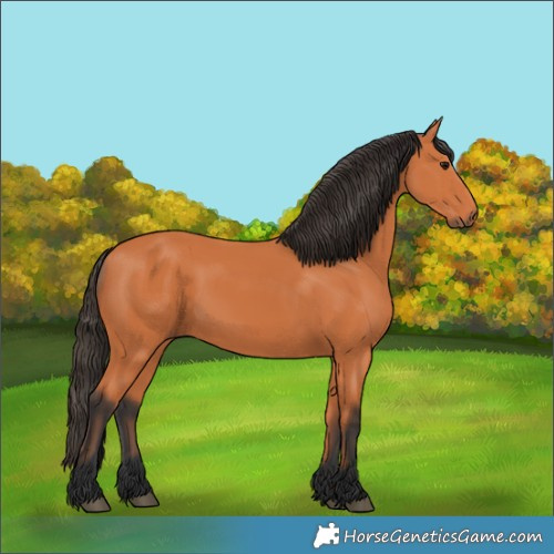 Horse Color:Bay 
