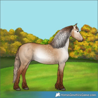 Horse Color:Gray Red Dun