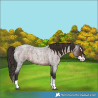 Horse Color:Liver Red Roan Splash 