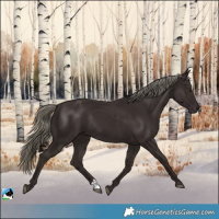 Horse Color:Liver Chestnut Mushroom Rabicano 
