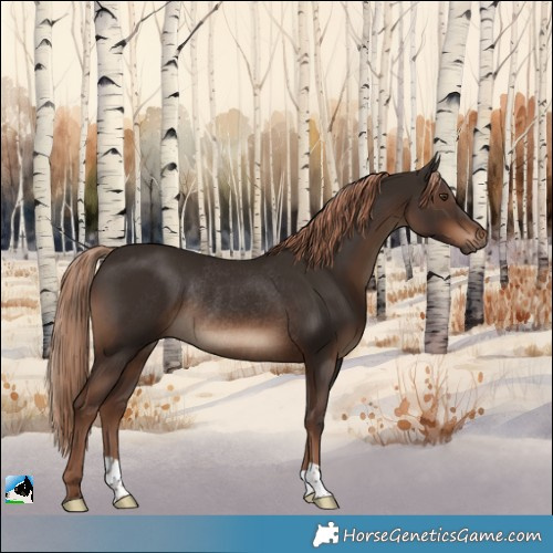Horse Color:Liver Chestnut Rabicano 