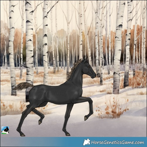 Horse Color:Liver Chestnut Rabicano 