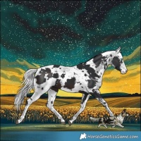 Horse Color:White Spotted Brown Harlequin Merle 