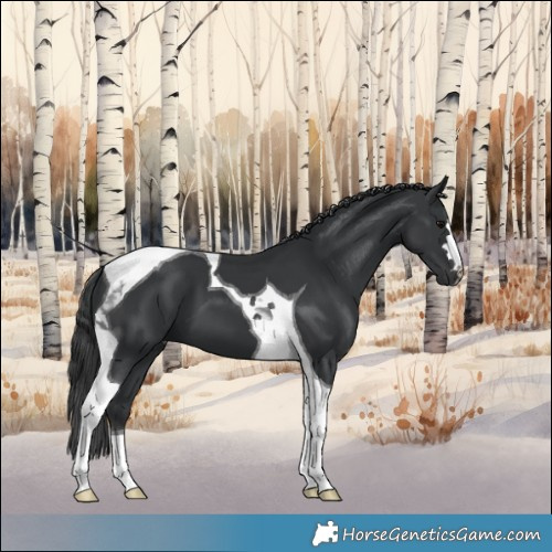 Horse Color:Black Tobiano 