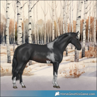 Horse Color:Brown Tobiano Rabicano 