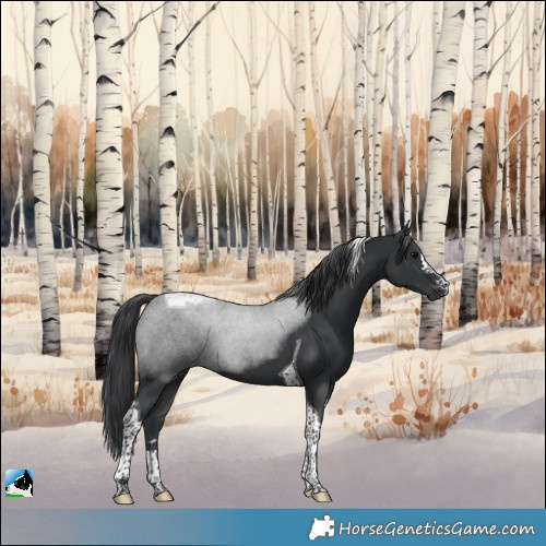 Horse Color:Black Tobiano
